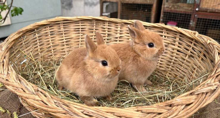 Giresun Büyümeyen Tavşan