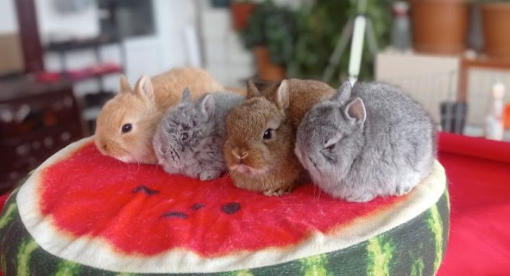 Giresun Cins Tavşan