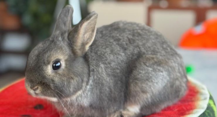 Giresun Ev Tavşanı