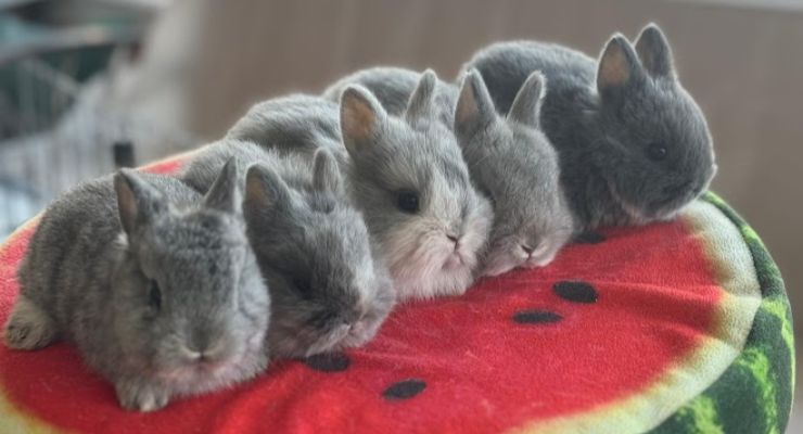 Giresun Evcil Tavşan