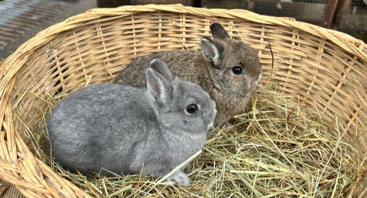 Giresun Yavru Tavşan