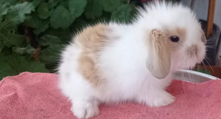 Giresun Hollanda Lop Tavşan